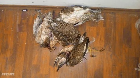 Ağsuda qanunsuz ov edən şəxslər saxlanılıb - FOTO - VİDEO - YENİLƏNİB