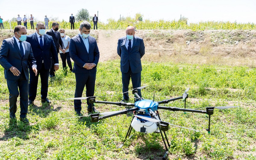 Azərbaycanda ilk dəfə qarğıdalı sahələri dronlar vasitəsilə dərmanlanıb
