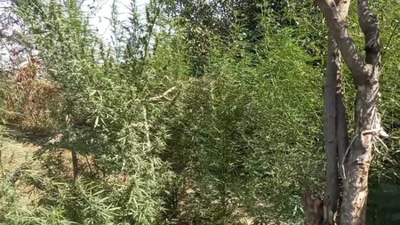 Polis Yevlaxda əməliyyat keçirib, saxlanılan var