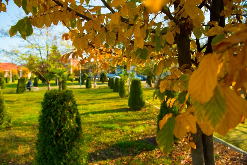 Weather forecast for tomorrow in Azerbaijan announced