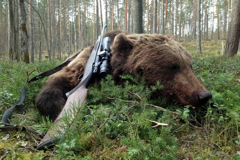 Şəkidə ayı ovlayan 7 nəfər saxlanılıb