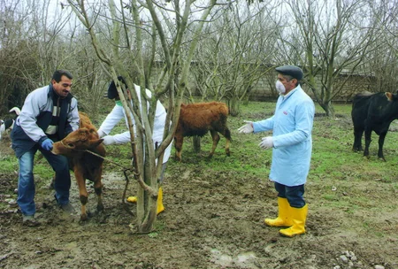 Xocavənddə heyvanlar arasında profilaktik peyvəndləmə və diaqnostik müayinələr aparılır