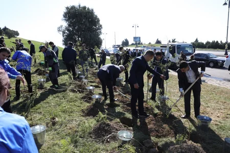 Bakıda növbəti ağacəkmə aksiyası keçirilib