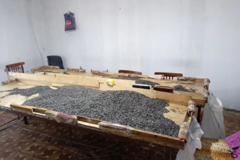 Bərdədə günəbaxan emalı müəssisəsinin fəaliyyəti məhdudlaşdırılıb