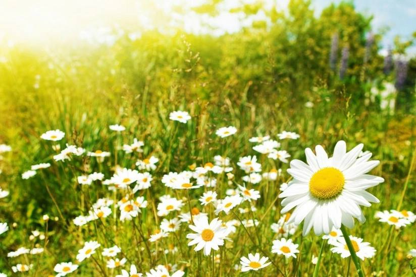 Tomorrow temperature in Azerbaijan will rise to 29°C