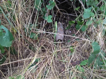 Qazaxda top mərmisi tapılıb