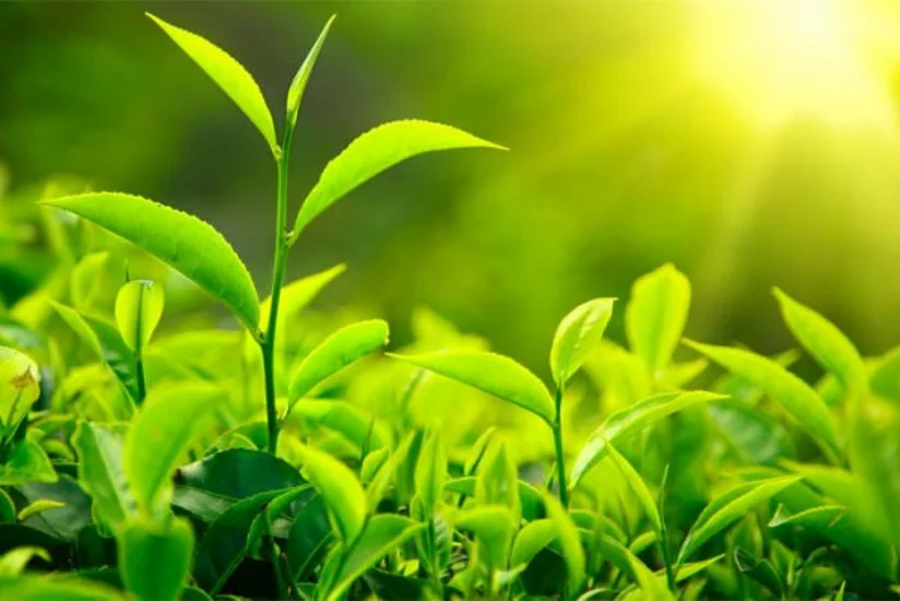 AMEA: Azərbaycan florasının 10 faizi nadir bitkilərə çevrilmək təhlükəsi ilə üz-üzədir