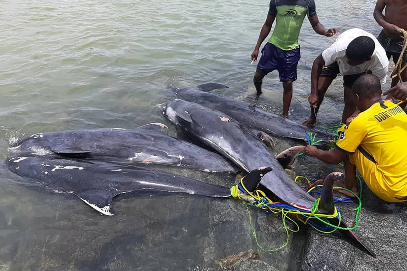 В Гане удалось спасти 30 дельфинов из 200 выброшенных на берег
