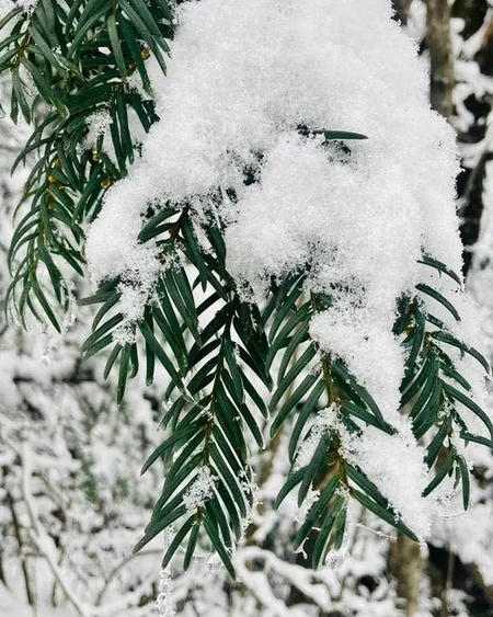 Azərbaycan parklarının qış görüntüləri - FOTOREPORTAJ