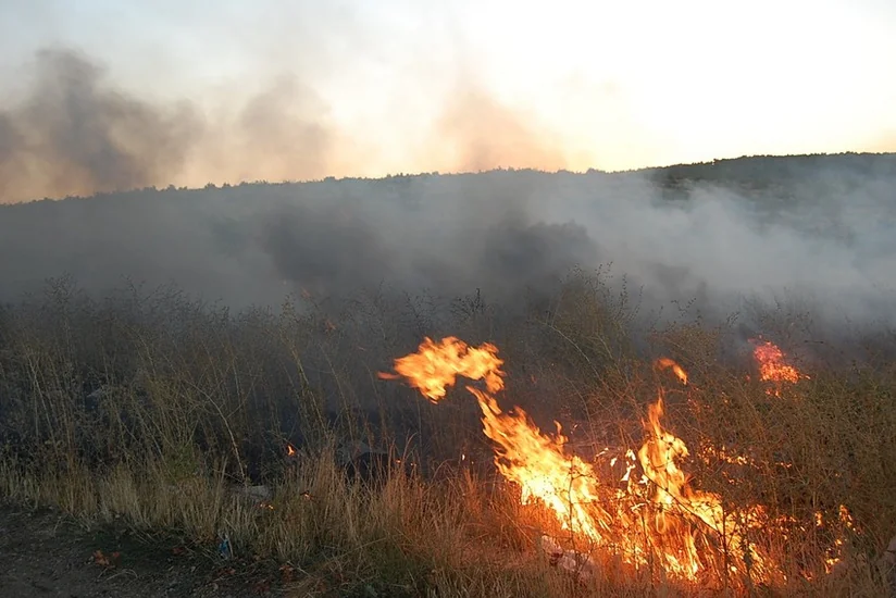 Cəlilabadda meşədə yanğın oldu