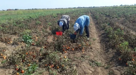Biləsuvarda pomidorun məhsuldarlığı aşağı düşüb