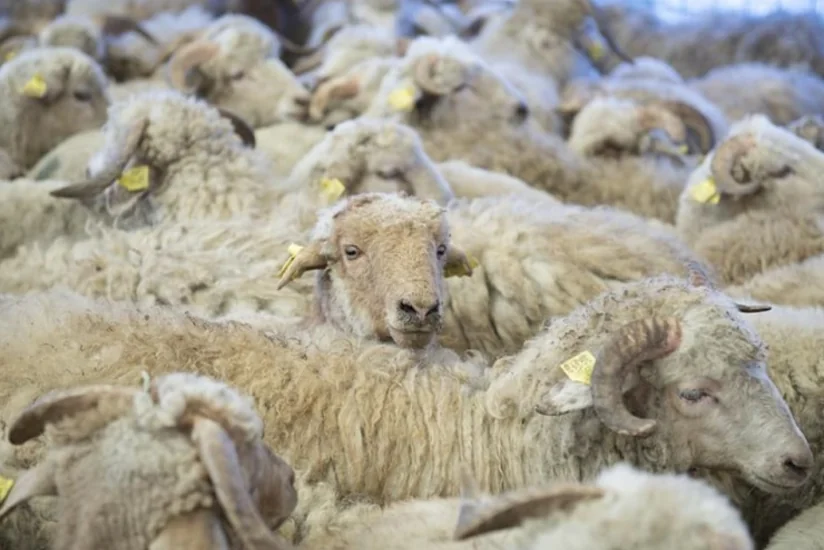 В дни праздника Гурбан лаборатории АПБА будут работать бесплатно