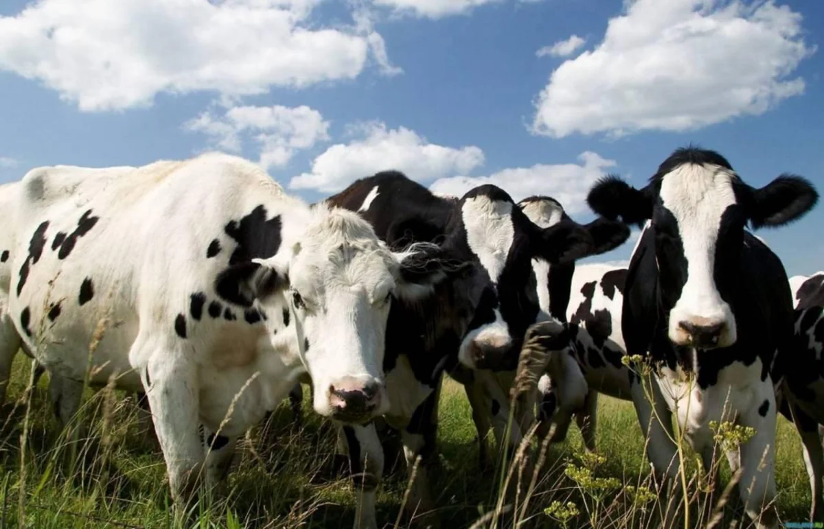 Azərbaycan Gürcüstandan diri mal-qara idxalını artırıb