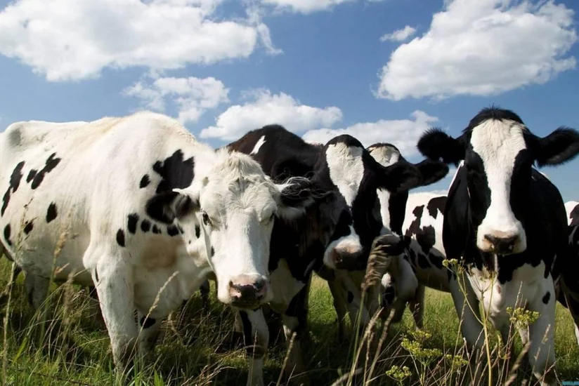 Azərbaycan Gürcüstandan diri mal-qara idxalını artırıb