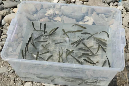 Diplomats, international experts release trouts into Hakari River