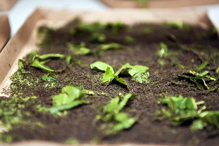 Azərbaycanda 2024-cü il barama mövsümünə start verilib