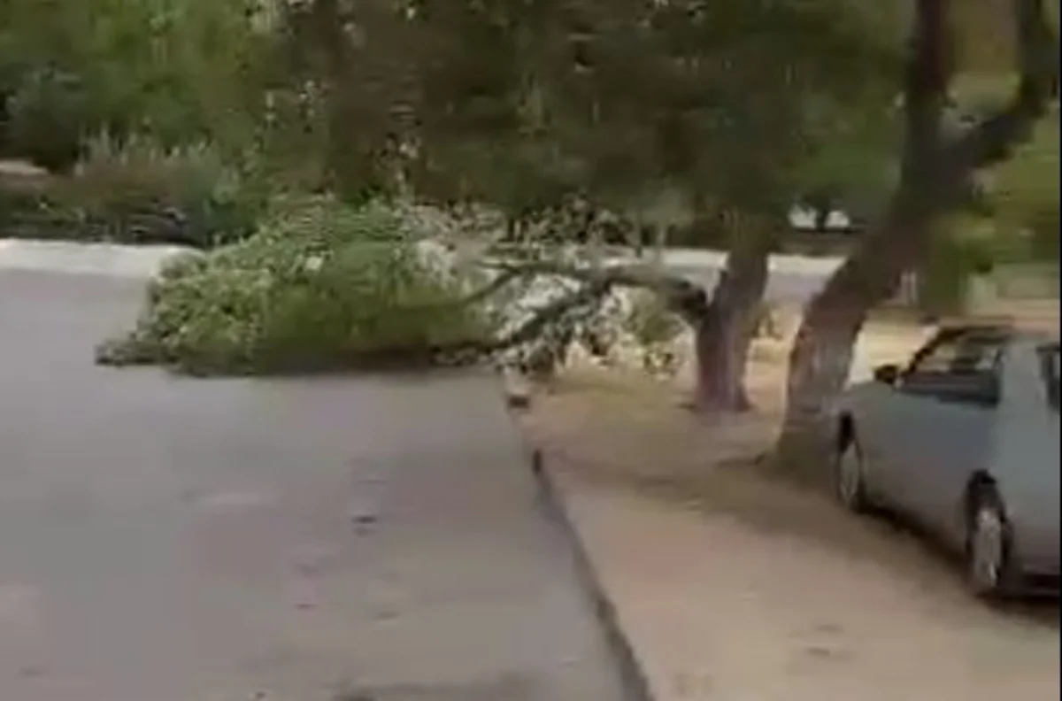 Bakıda külək sakinlərin yolu üzərindəki ağacı qırıb - VİDEO