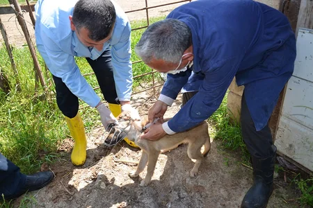 Saatlıda profilaktiki peyvəndlənmə, diaqnostiki müayinə, dezinfeksiya, dezinseksiya və müalicə tədbirləri davam etdirilir