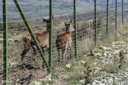 Bir qrup şagirdin Şamaxı Safari Parkına ekskursiyası təşkil olunub - FOTO