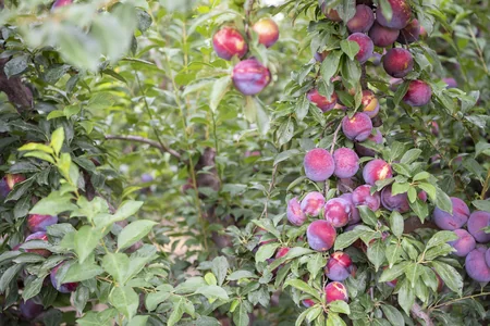 İnam Kərimov Samuxda günəbaxan əkən fermerlərlə görüşüb