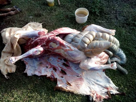 Balakəndə at ətinin satışının qarşısı alınıb