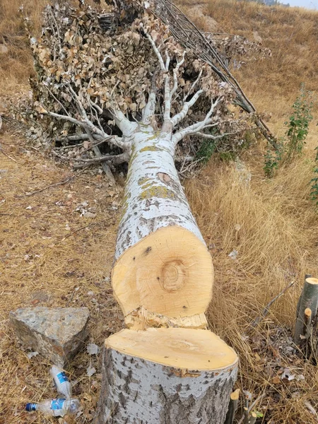 Deputy Minister: Fires committed by Armenians cause serious damage to regional ecosystem