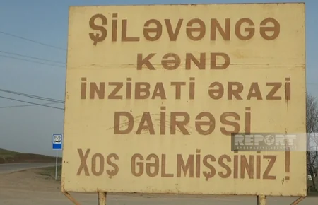 Cəlilabadda yol kənarında əkilən şam ağacları kütləvi şəkildə məhv edilib
