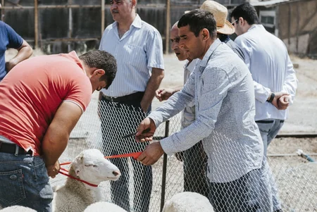 Azərbaycanda Qurban bayramı ilə əlaqədar diri heyvanların satış yarmarkaları fəaliyyətə başlayıb
