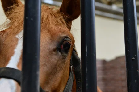 Dünyanın ən gözəl və üstün Qarabağ atları - REPORTAJ