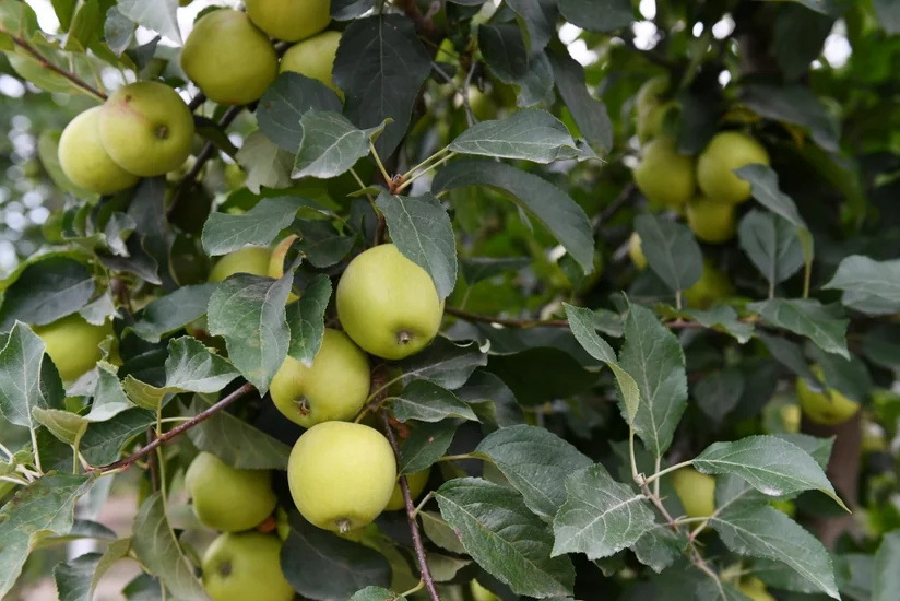 Президент ознакомился с садоводческим хозяйством в Балакене