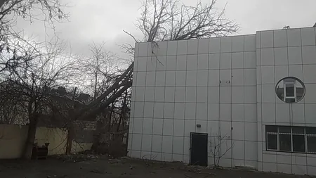 Salyanda 100 yaşlı ağac aşıb 