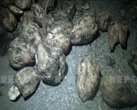 Goranboyda şəkər çuğunduru daşıyan yük maşını aşıb