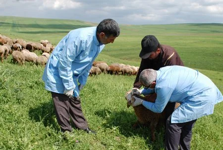 Baytarlıq Xidməti Qobustanda epizootiya əleyhinə tədbirlər aparır