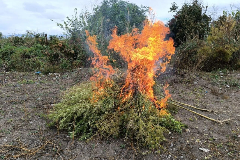 Zəngilanda 1 ton yabanı çətənə bitkisi məhv edilib