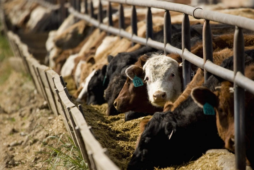 Yem sənayesinə vergi güzəştləri fermaların işinə nə dərəcədə təsir göstərəcək?