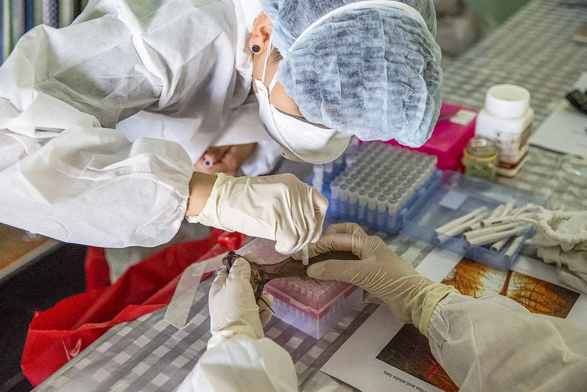 Китай вводит меры по предотвращению ввоза оспы обезьян через границу