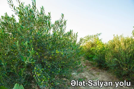 ETSN: Son 3 ayda 160 mindən çox ağac əkilib