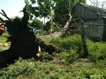 Qaxda güclü külək və yağış fəsadlar törədib - FOTO