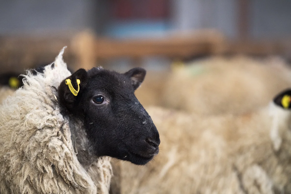 Azərbaycanda heyvanların identifikasiyası həyata keçirilir