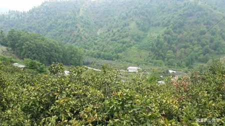 Astaranın dağlıq ərazilərindəki sitrus bağlarında naməlum xəstəlik yayılıb - FOTO