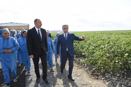 Azərbaycan prezidenti Salyanda pambıq sahələrinə baxıb