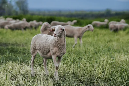 Azerbaijan buys purebred sheep from Europe