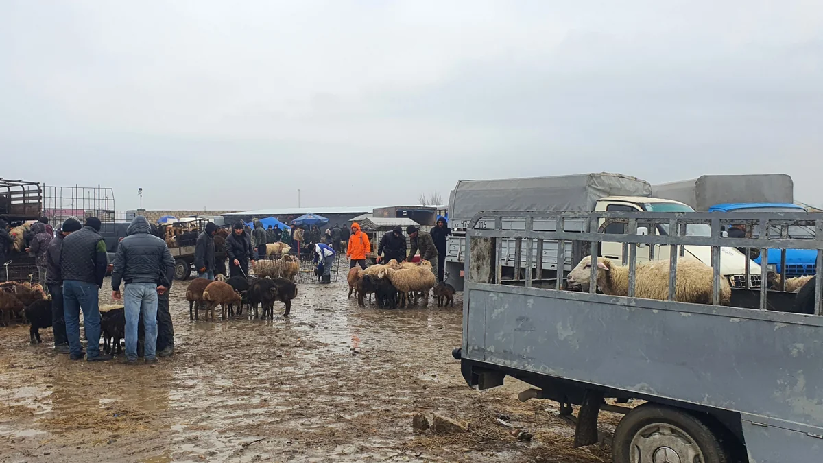 Heyvan bazarlarına dair baytarlıq-sanitariya norma və qaydaları təsdiqlənib