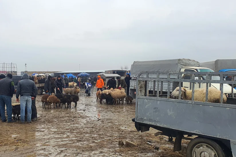 Heyvan bazarlarına dair baytarlıq-sanitariya norma və qaydaları təsdiqlənib