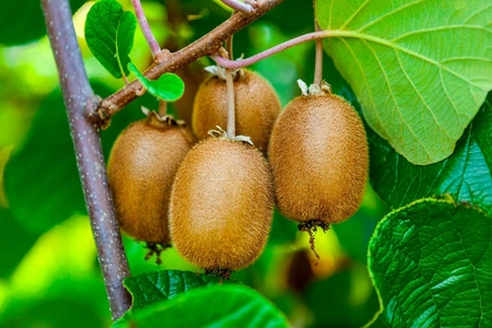Azerbaijan begins supplying kiwifruit to Latvia