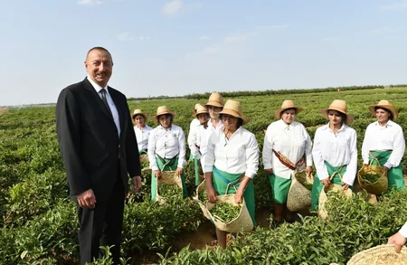 Prezident İlham Əliyev Lənkəranda “Astara Çay” MMC-nin çay plantasiyalarına baxıb