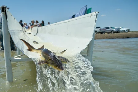 5000 endemic sturgeon fish released into the Caspian Sea as part of Azerbaijan Fish Farm and AZANS cooperation – PHOTO