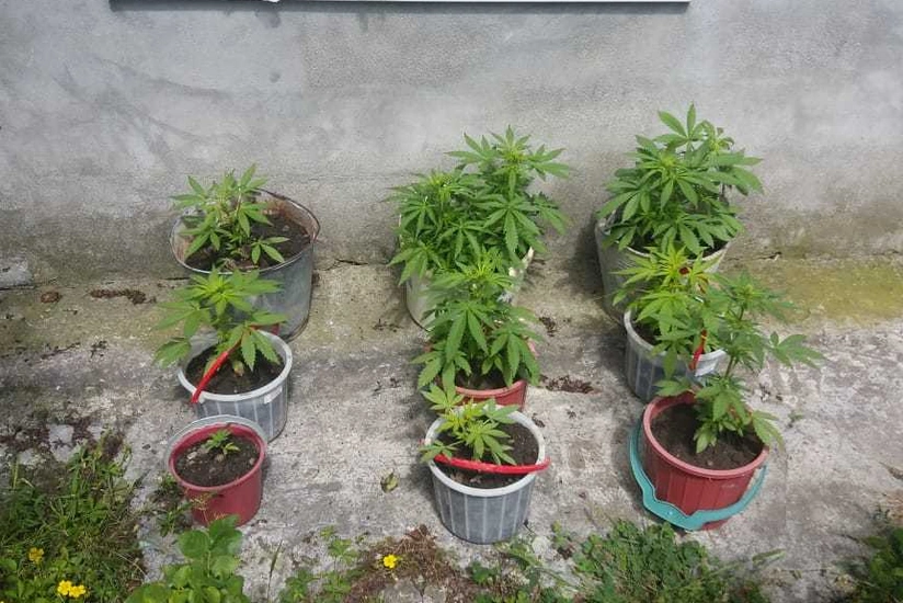 İsmayıllıda narkotik becərən qadın saxlanılıb