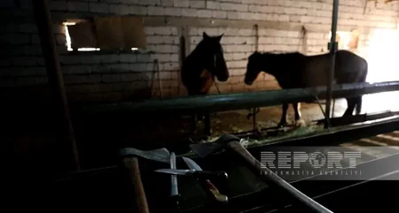 Naxçıvanda yararsız at əti mal əti adı altında restoranlara satılırmış