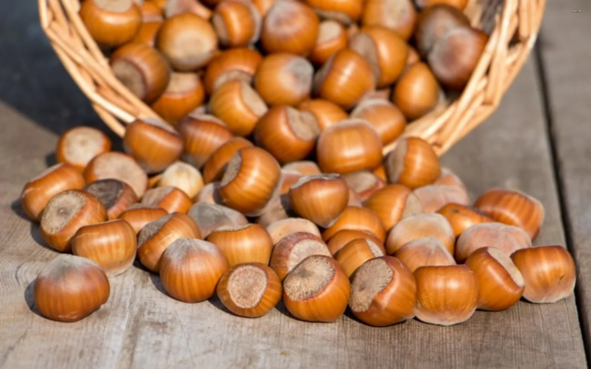 Azərbaycan bu il fındıq ixracını 10% artıracaq